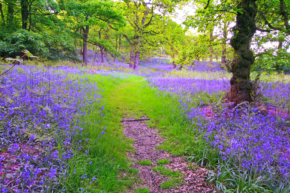 Blauglöckchen in Schottland